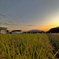夕色×黄金色×白鳥
