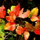 紅葉がやってくる