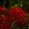 滴る花