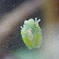 透けるとん　その6