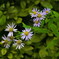 Wild Aster