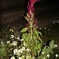 ひみつの花壇