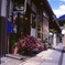 店先の花
