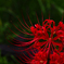 PENTACON50㎜ F1.8 MC