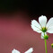 October Morning✿凜として