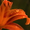 花の涙
