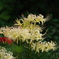 白花曼殊沙華_新宿御苑