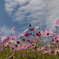 秋の雲と秋桜