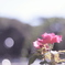 紅