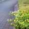 DSC02435. 迫り出す