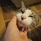 おはよーにゃん