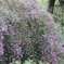 花散歩萩１