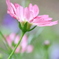 秋の花といえば