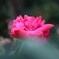 四季折々の花 (83)