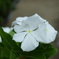 四季折々の花 (84)　