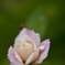 秋薔薇も咲き始めました