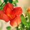 名残りの花
