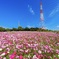 コスモスがいっぱい