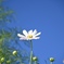 秋晴れの空と秋の花一輪