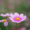 秋桜