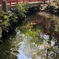 朱橋と池
