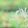 彼岸花4
