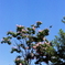 百日紅が咲いていた頃(=^・^=)film