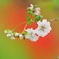 十月桜