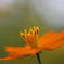Brahms: Violin Concerto 2nd Mov.