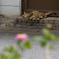 花と猫、くつろぐ