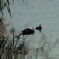 Tachybaptus ruficollis