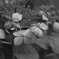 枯れ紫陽花