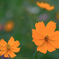 秋景色JERAパークの花たち＃２