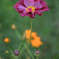 秋景色JERAパークの花たち＃３