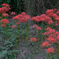 秋景色JERAパークの花たち＃８
