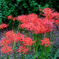 秋景色JERAパークの花たち＃９