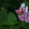 P1080723　ピンクセージ