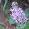 P1390035　野の花