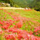 寺坂棚田の曼珠沙華（彼岸花）