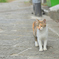 まちのねこ