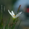 写真句：玉簾