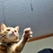 えいッえいッ (fuu)