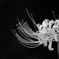 Bloom towards the light