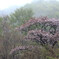 sekiguti DSCN0501