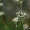 ニラの花