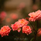 秋薔薇１