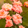 秋薔薇２