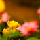 秋薔薇３