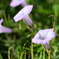 Ipomoea cordatotriloba 10-8-25