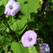 Tievine 10-8-25